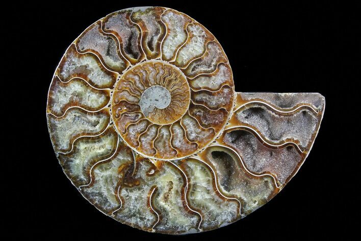 Polished Ammonite Fossil (Half) - Agatized #72950